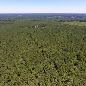 Photo of UNDER CONTRACT!  51.44 Acres of Hunting and Timber Land For Sale in Halifax County NC!