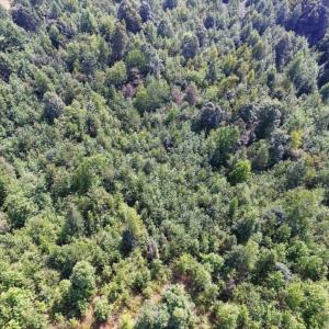 Photo of UNDER CONTRACT!  17 Acres of Hunting and Recreational Land For Sale in Lunenburg County VA!