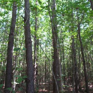 Photo of UNDER CONTRACT!  10 Acres of Residential Timberland Land with Home in Brunswick County VA!