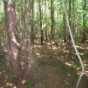 Photo of UNDER CONTRACT!  10 Acres of Residential Timberland Land with Home in Brunswick County VA!