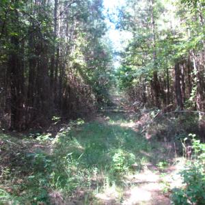 Photo of UNDER CONTRACT!  10 Acres of Residential Timberland Land with Home in Brunswick County VA!