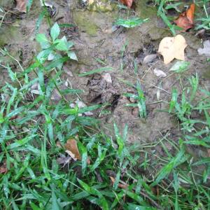 Photo of UNDER CONTRACT!  10 Acres of Residential Timberland Land with Home in Brunswick County VA!