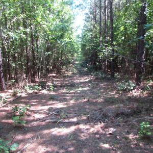Photo of UNDER CONTRACT!  10 Acres of Residential Timberland Land with Home in Brunswick County VA!