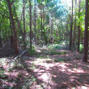 Photo of UNDER CONTRACT!  10 Acres of Residential Timberland Land with Home in Brunswick County VA!