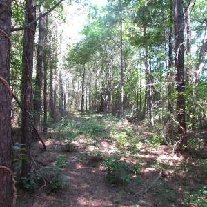 Photo of UNDER CONTRACT!  10 Acres of Residential Timberland Land with Home in Brunswick County VA!