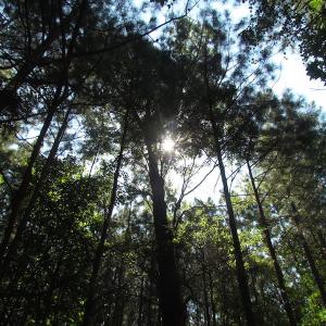 Photo of UNDER CONTRACT!  10 Acres of Residential Timberland Land with Home in Brunswick County VA!