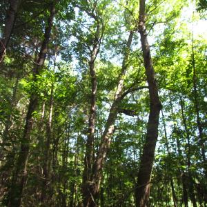 Photo of UNDER CONTRACT!  10 Acres of Residential Timberland Land with Home in Brunswick County VA!