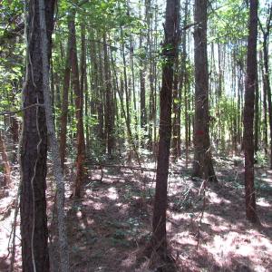 Photo of UNDER CONTRACT!  10 Acres of Residential Timberland Land with Home in Brunswick County VA!