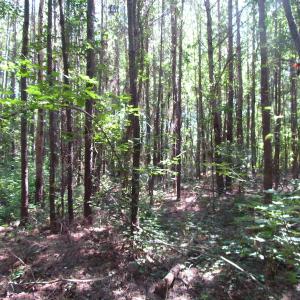 Photo of UNDER CONTRACT!  10 Acres of Residential Timberland Land with Home in Brunswick County VA!