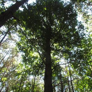 Photo of UNDER CONTRACT!  10 Acres of Residential Timberland Land with Home in Brunswick County VA!