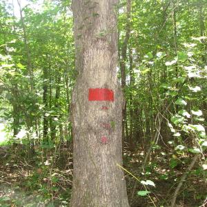 Photo of UNDER CONTRACT!  10 Acres of Residential Timberland Land with Home in Brunswick County VA!