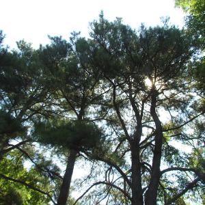 Photo of UNDER CONTRACT!  10 Acres of Residential Timberland Land with Home in Brunswick County VA!