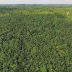 Photo of UNDER CONTRACT!  33.75 Acres of Hunting and Recreational Land For Sale in Brunswick County VA!