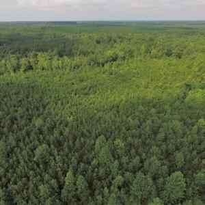 Photo of UNDER CONTRACT!  33.75 Acres of Hunting and Recreational Land For Sale in Brunswick County VA!