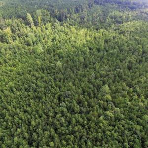 Photo of UNDER CONTRACT!  33.75 Acres of Hunting and Recreational Land For Sale in Brunswick County VA!