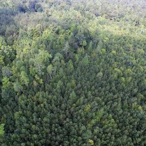 Photo of UNDER CONTRACT!  33.75 Acres of Hunting and Recreational Land For Sale in Brunswick County VA!
