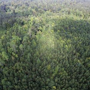 Photo of UNDER CONTRACT!  33.75 Acres of Hunting and Recreational Land For Sale in Brunswick County VA!
