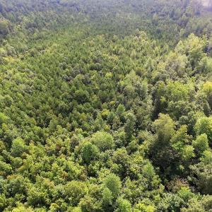 Photo of UNDER CONTRACT!  33.75 Acres of Hunting and Recreational Land For Sale in Brunswick County VA!
