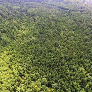 Photo of UNDER CONTRACT!  33.75 Acres of Hunting and Recreational Land For Sale in Brunswick County VA!