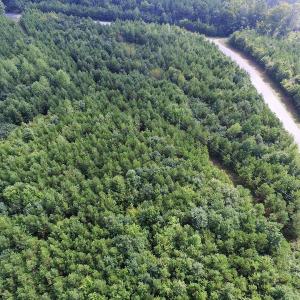 Photo of UNDER CONTRACT!  33.75 Acres of Hunting and Recreational Land For Sale in Brunswick County VA!