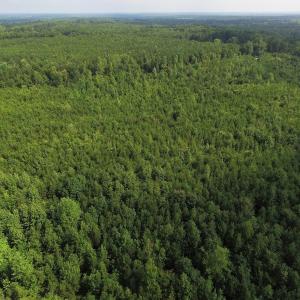 Photo of UNDER CONTRACT!  33.75 Acres of Hunting and Recreational Land For Sale in Brunswick County VA!