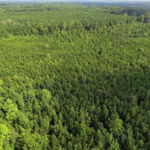 Photo of UNDER CONTRACT!  33.75 Acres of Hunting and Recreational Land For Sale in Brunswick County VA!