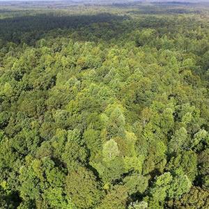 Photo of UNDER CONTRACT!  33.75 Acres of Hunting and Recreational Land For Sale in Brunswick County VA!