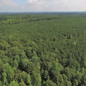 Photo of UNDER CONTRACT!  33.75 Acres of Hunting and Recreational Land For Sale in Brunswick County VA!