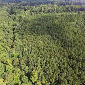 Photo of UNDER CONTRACT!  33.75 Acres of Hunting and Recreational Land For Sale in Brunswick County VA!