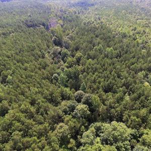 Photo of UNDER CONTRACT!  33.75 Acres of Hunting and Recreational Land For Sale in Brunswick County VA!