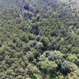 Photo of UNDER CONTRACT!  33.75 Acres of Hunting and Recreational Land For Sale in Brunswick County VA!