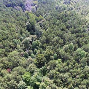 Photo of UNDER CONTRACT!  33.75 Acres of Hunting and Recreational Land For Sale in Brunswick County VA!