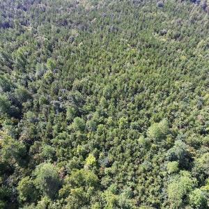 Photo of UNDER CONTRACT!  33.75 Acres of Hunting and Recreational Land For Sale in Brunswick County VA!