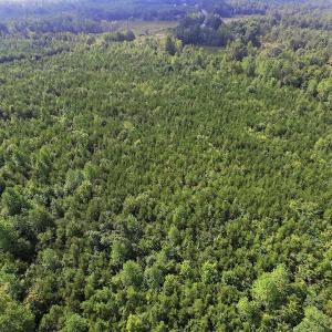 Photo of UNDER CONTRACT!  33.75 Acres of Hunting and Recreational Land For Sale in Brunswick County VA!