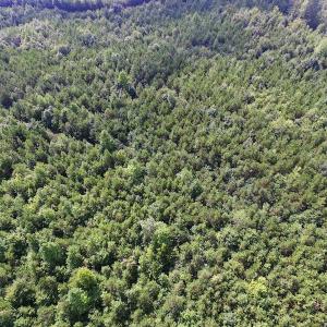 Photo of UNDER CONTRACT!  33.75 Acres of Hunting and Recreational Land For Sale in Brunswick County VA!