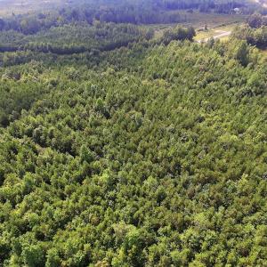 Photo of UNDER CONTRACT!  33.75 Acres of Hunting and Recreational Land For Sale in Brunswick County VA!