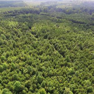 Photo of UNDER CONTRACT!  33.75 Acres of Hunting and Recreational Land For Sale in Brunswick County VA!