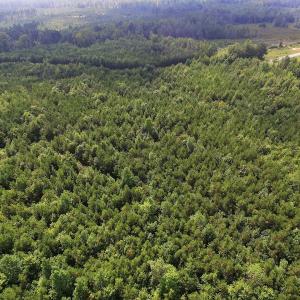 Photo of UNDER CONTRACT!  33.75 Acres of Hunting and Recreational Land For Sale in Brunswick County VA!