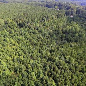 Photo of UNDER CONTRACT!  33.75 Acres of Hunting and Recreational Land For Sale in Brunswick County VA!