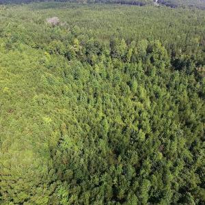 Photo of UNDER CONTRACT!  33.75 Acres of Hunting and Recreational Land For Sale in Brunswick County VA!