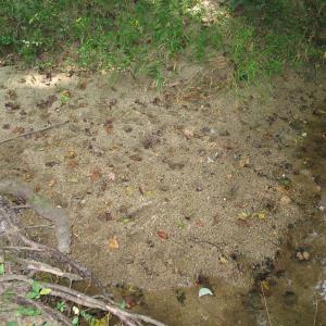 Photo of SOLD!  30.30 Acres of  Farm Land For Sale in Alamance County NC!