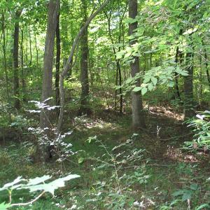 Photo of SOLD!  30.30 Acres of  Farm Land For Sale in Alamance County NC!