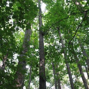 Photo of SOLD!  30.30 Acres of  Farm Land For Sale in Alamance County NC!