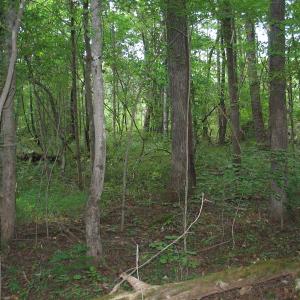 Photo of SOLD!  30.30 Acres of  Farm Land For Sale in Alamance County NC!