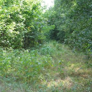 Photo of SOLD!  30.30 Acres of  Farm Land For Sale in Alamance County NC!