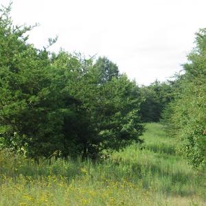 Photo of SOLD!  30.30 Acres of  Farm Land For Sale in Alamance County NC!