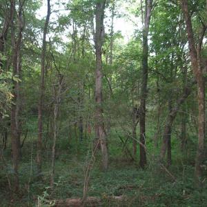 Photo of SOLD!  30.30 Acres of  Farm Land For Sale in Alamance County NC!
