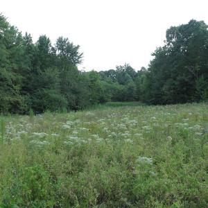 Photo of SOLD!  30.30 Acres of  Farm Land For Sale in Alamance County NC!