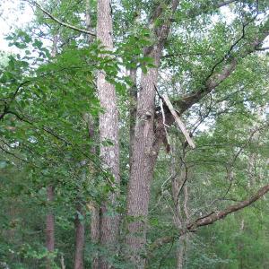 Photo of SOLD!  30.30 Acres of  Farm Land For Sale in Alamance County NC!