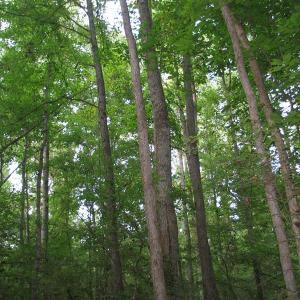 Photo of SOLD!  30.30 Acres of  Farm Land For Sale in Alamance County NC!